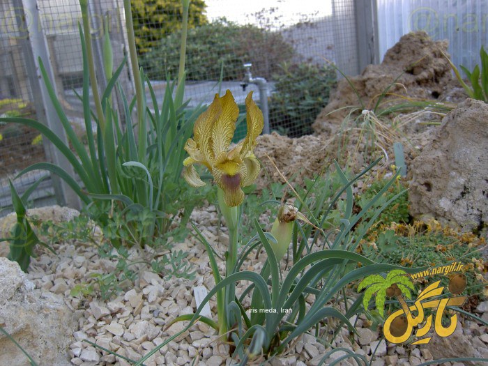 زنبق ایرانی